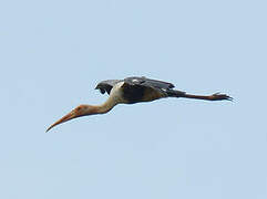 Painted Stork