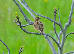 Whinchat