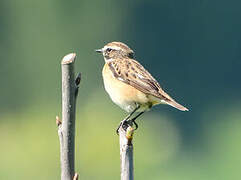 Whinchat