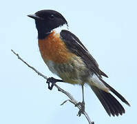 European Stonechat