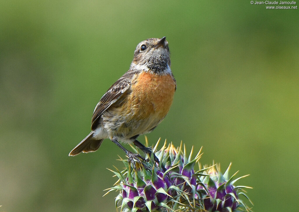 European Stonechat female