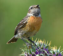 European Stonechat