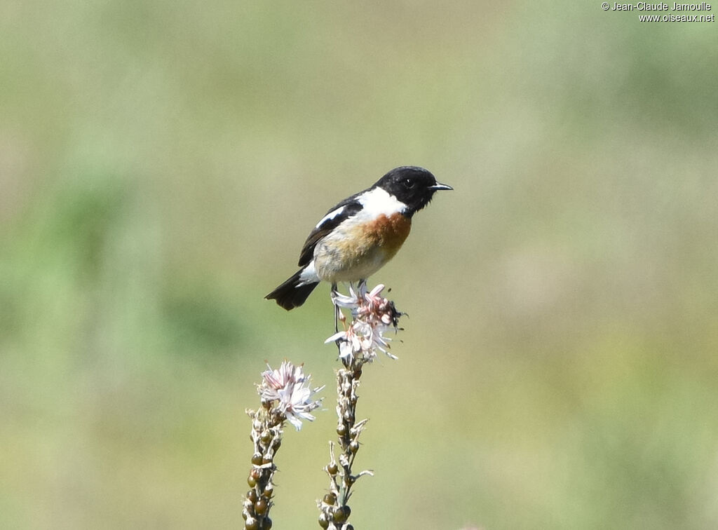 European Stonechat