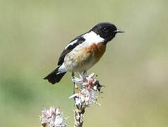 European Stonechat