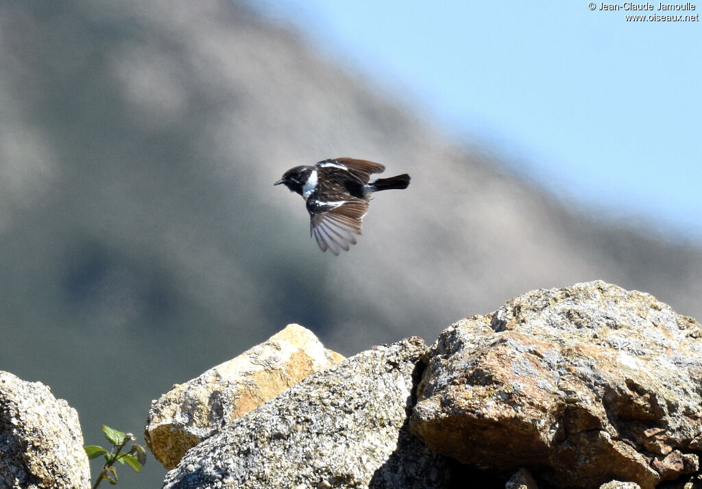 European Stonechat