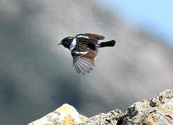 European Stonechat