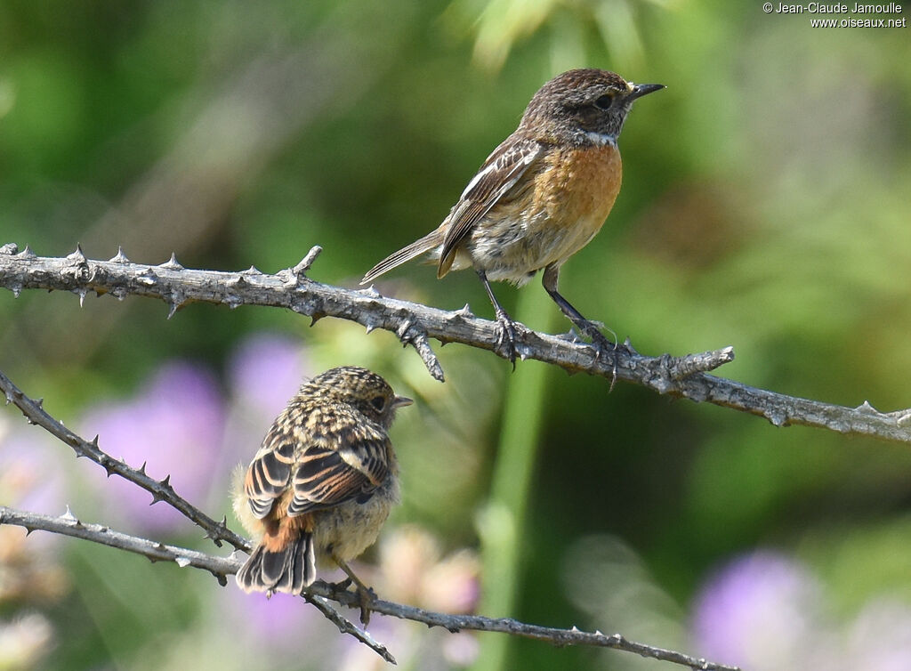 European Stonechatjuvenile