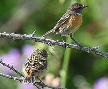 European Stonechat