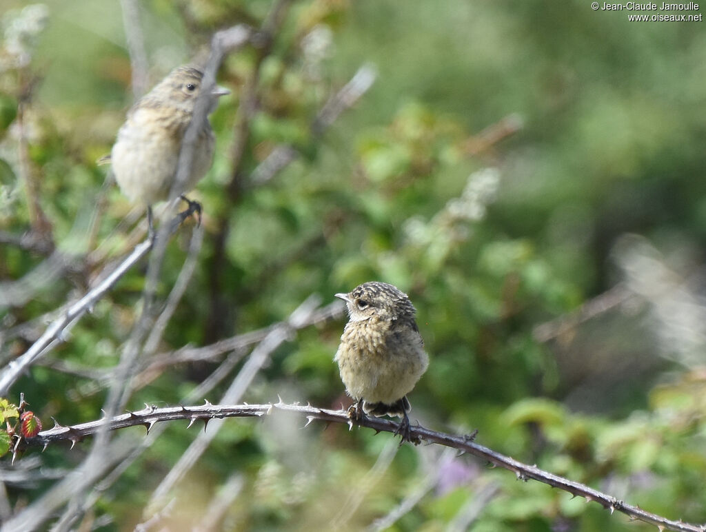 European Stonechatjuvenile