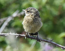 European Stonechat