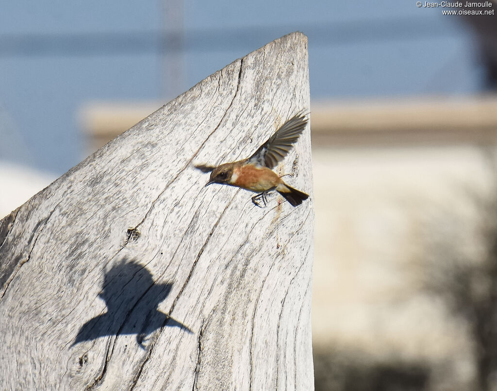 European Stonechat