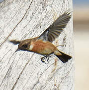 European Stonechat