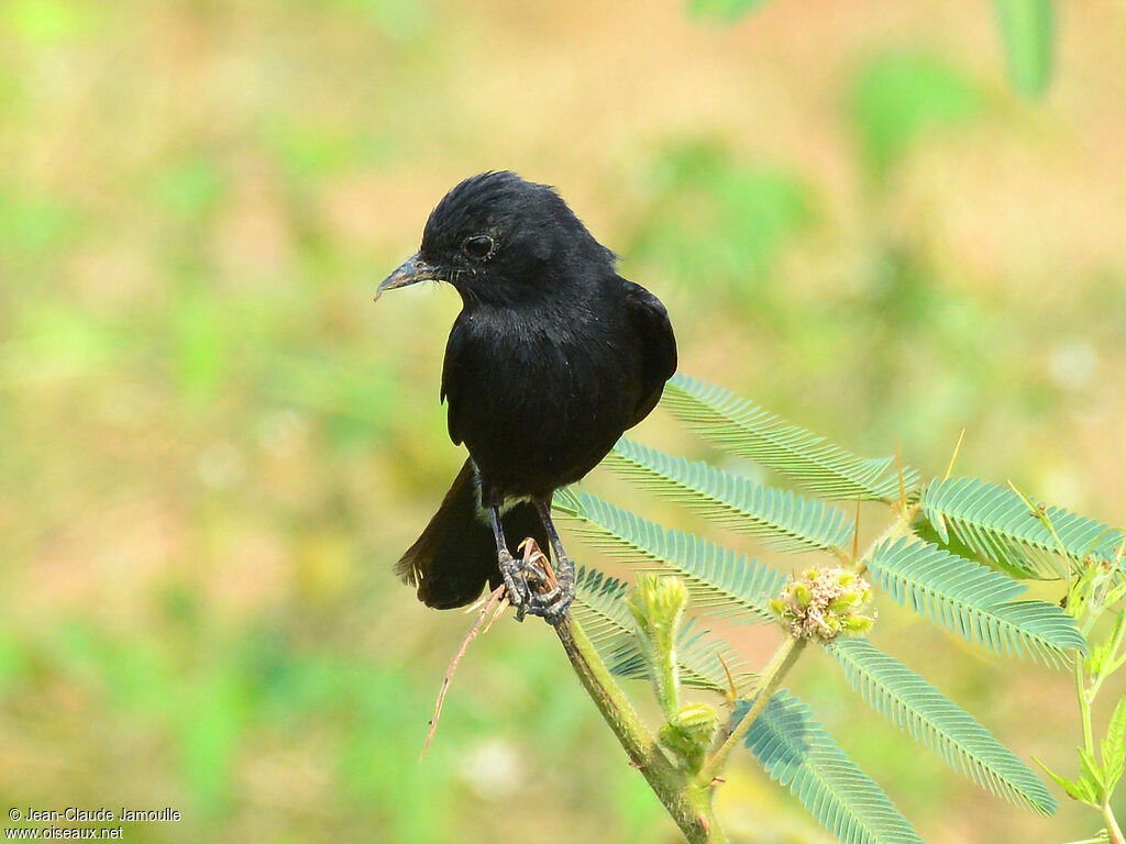 Pied Bush Chat