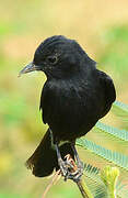 Pied Bush Chat