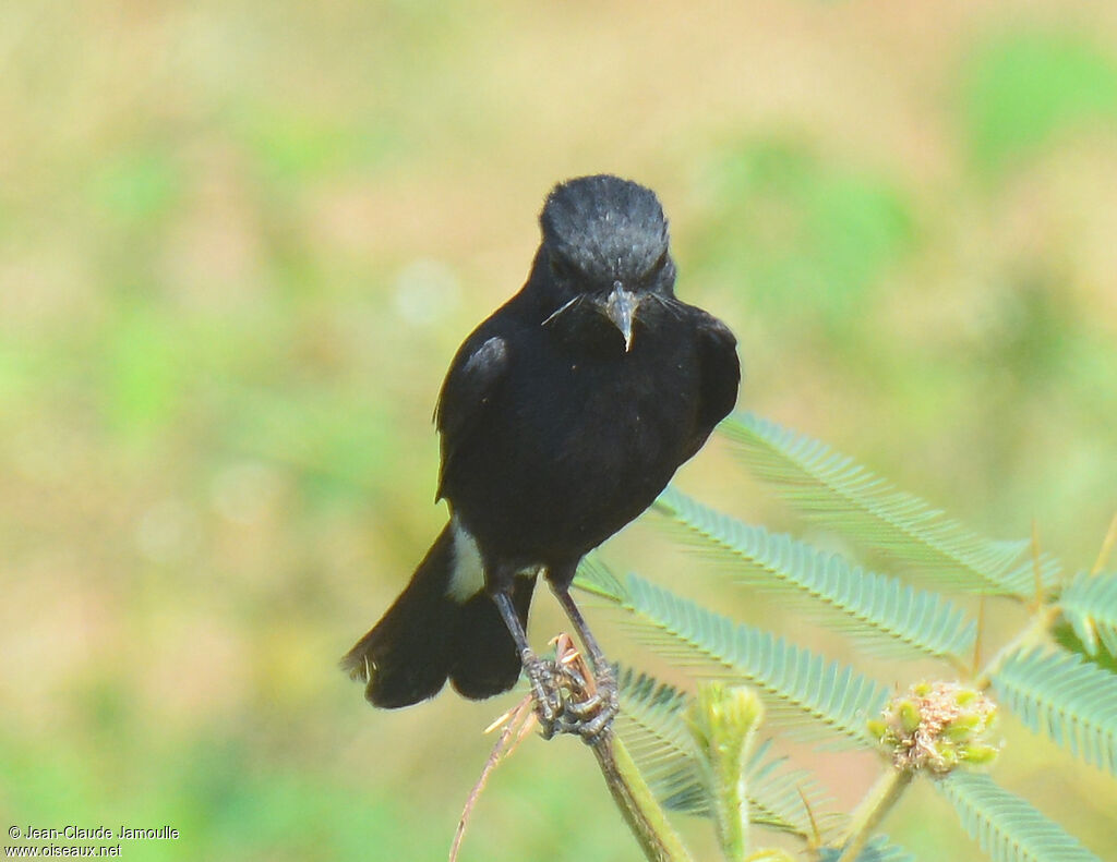 Pied Bush Chat