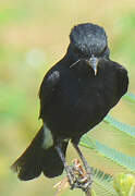 Pied Bush Chat