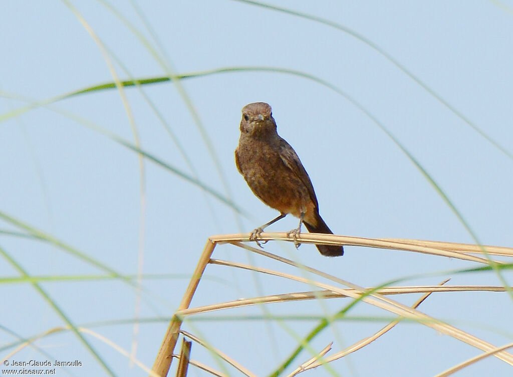 Pied Bush Chat