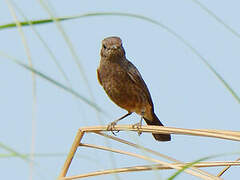 Pied Bush Chat