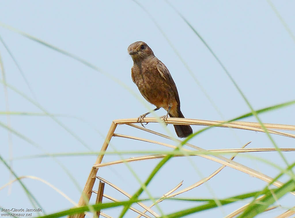 Pied Bush Chat female adult, close-up portrait