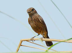 Pied Bush Chat