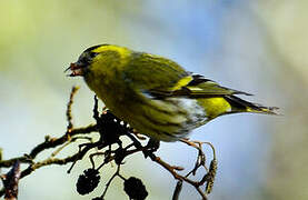 Eurasian Siskin