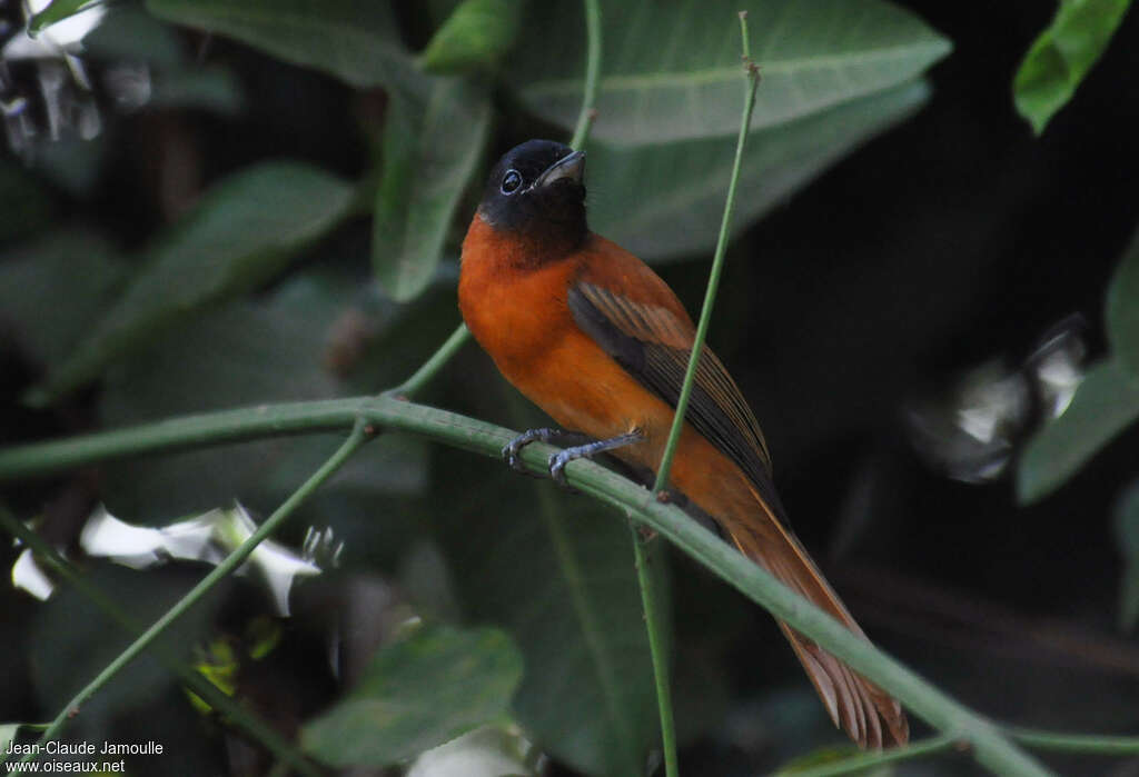 Red-bellied Paradise Flycatcher male, identification