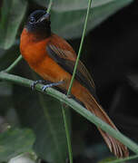 Red-bellied Paradise Flycatcher