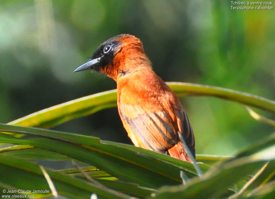 Red-bellied Paradise Flycatcher female