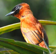 Red-bellied Paradise Flycatcher