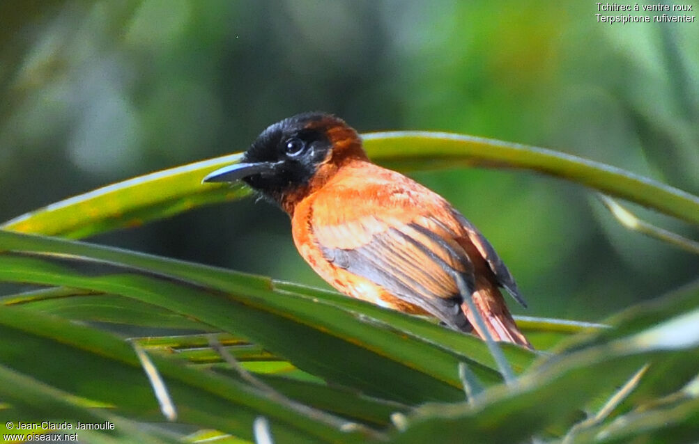 Red-bellied Paradise Flycatcher female