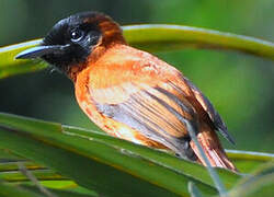 Red-bellied Paradise Flycatcher