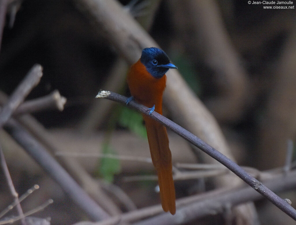 Red-bellied Paradise Flycatcher