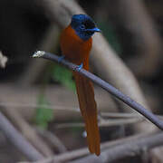 Red-bellied Paradise Flycatcher