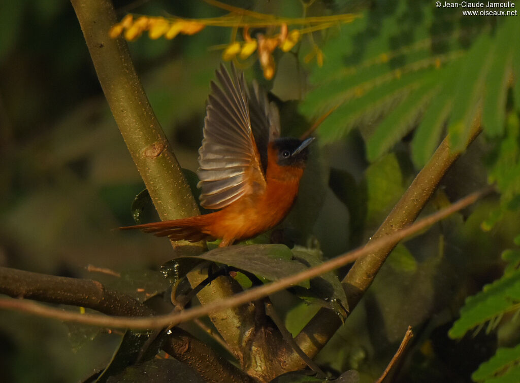 Red-bellied Paradise Flycatcher