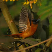 Red-bellied Paradise Flycatcher