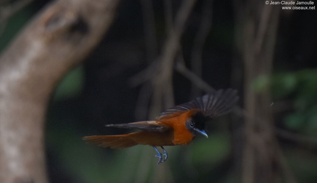 Red-bellied Paradise Flycatcher