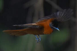 Red-bellied Paradise Flycatcher