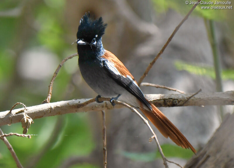 African Paradise Flycatcher male