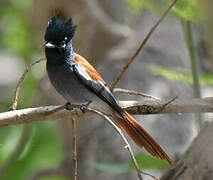 African Paradise Flycatcher