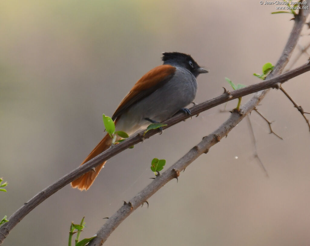 African Paradise Flycatcher female