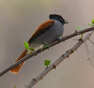 African Paradise Flycatcher