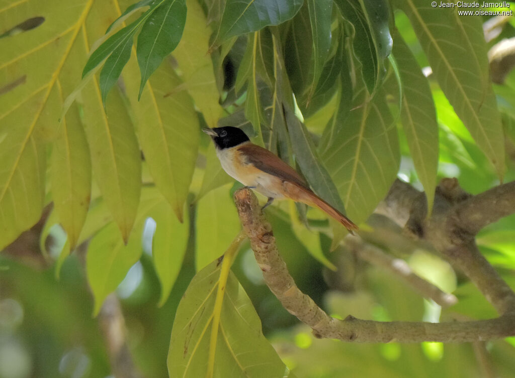 Seychelles Paradise Flycatcher female