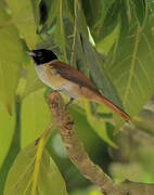 Seychelles Paradise Flycatcher