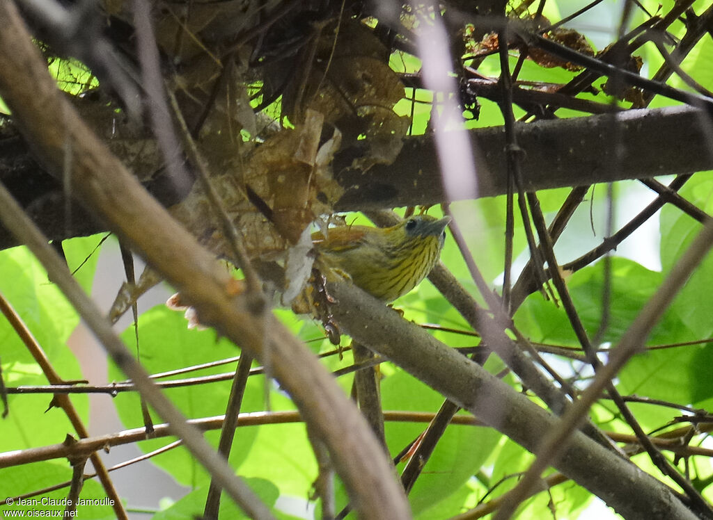 Pin-striped Tit-Babbler