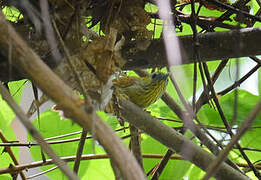 Pin-striped Tit-Babbler