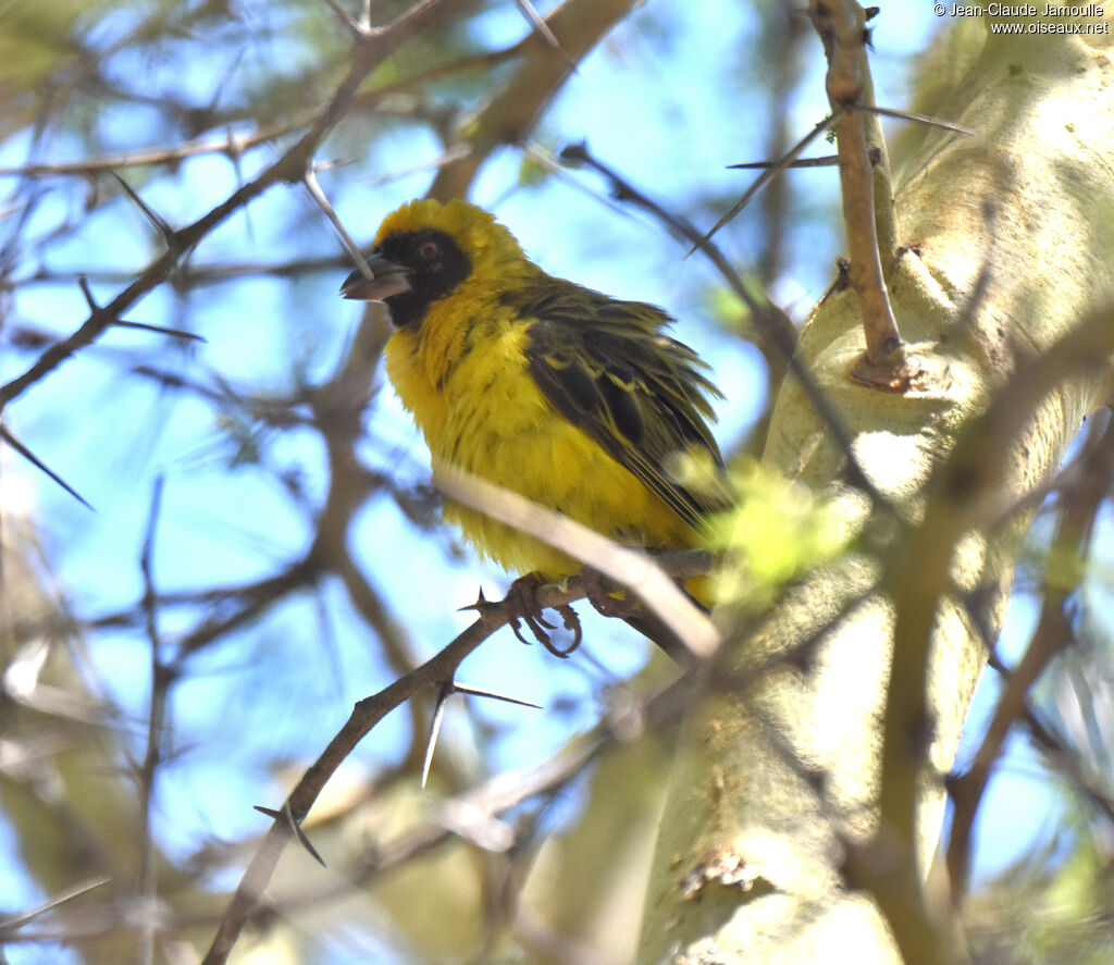 Southern Masked Weaver male