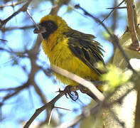 Southern Masked Weaver