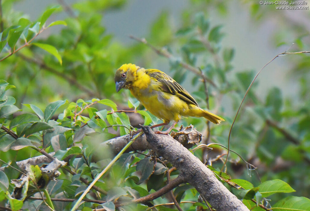 Rüppell's Weaver male