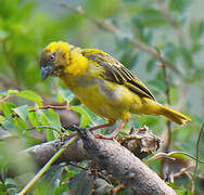 Rüppell's Weaver