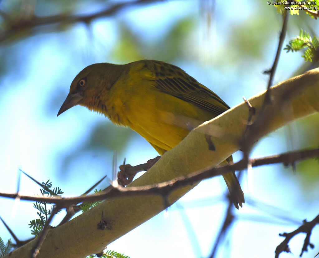 Tisserin du Cap